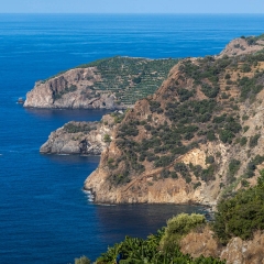 Sevgi Acıbucu
